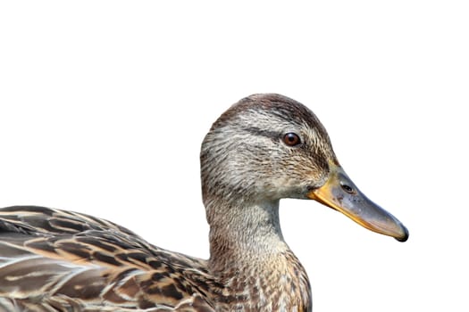 isolated portrait of a female  mallard duck ( anas platyrhynchos )