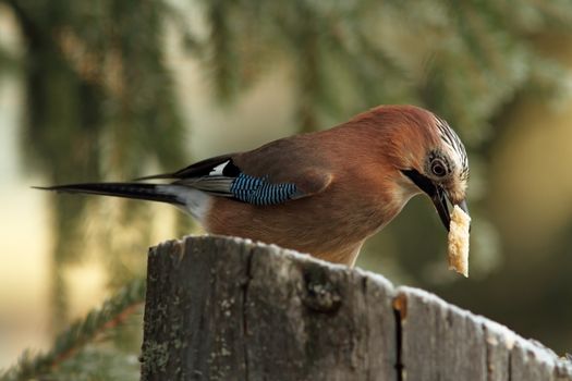 european jay ( garrulus glandarius ) eating a piece of bread