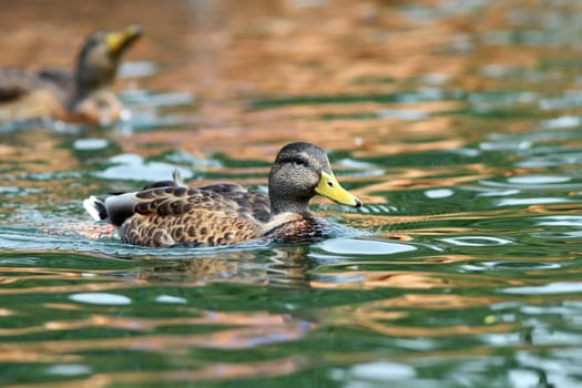 mallard duck ( anas platyrhynchos ) swimming tranquil on water surface