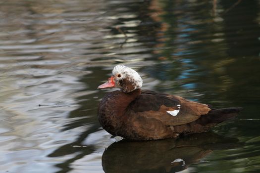 muscovy duck ( cairina moschata ) standing on a pond