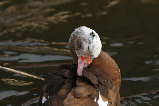 muscovy duck ( cairina moschata ) scratching its plumage while standing in a small pond