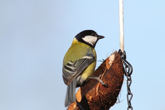 parus major ( great tit ) standing  on lard feeder over the sky