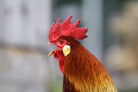 portrait of big colorful rooster singing in the backyard