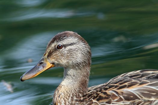 profile of a female mallard duck ( anas platyrhynchos )