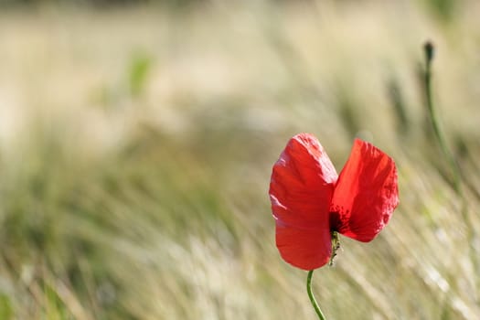 red wild flower growing in the maize field