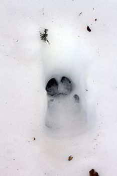 big wild boar ( sus scrofa ) imprint from a large male in snow