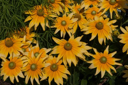 Yellow gazania flowers with the grass background