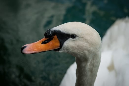 Angry Swan at the Llimmat river in Zurich