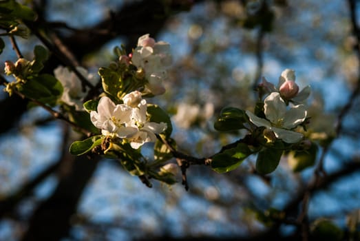 Apple trees blossom in the spring in Minsk, Belorussia