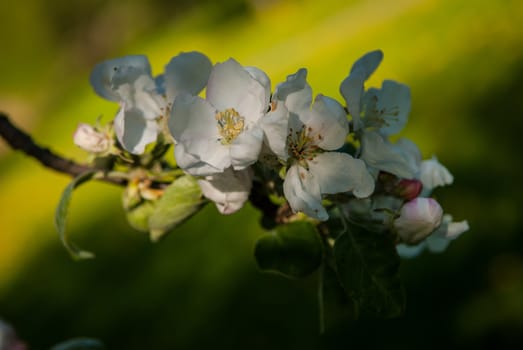 Apple trees blossom in the spring in Minsk, Belorussia