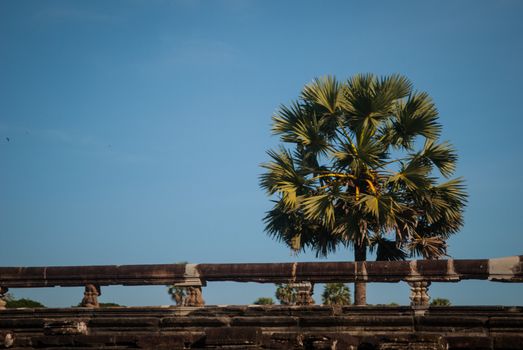 Palm tree behind the wall of Angkor Wat, Cambodia