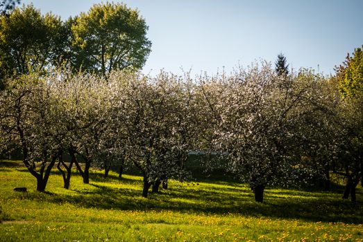 Apple trees blossom in the spring in Minsk, Belorussia