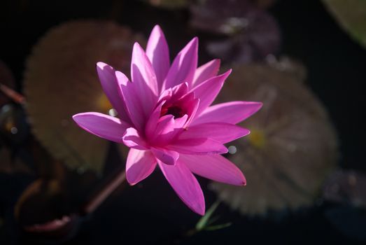 Violet water lily in a pond in Angkor Wat, Cambodia