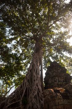 Ta Prohm temple ruines in Angkor, Cambodia