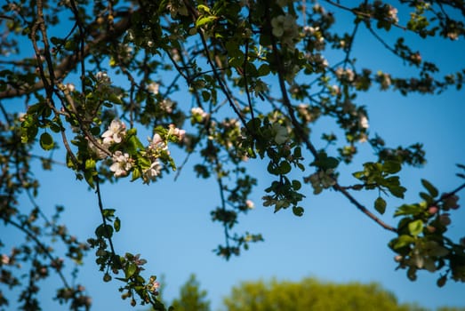 Apple trees blossom in the spring in Minsk, Belorussia