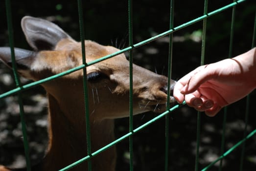 Female dappled deer in a zoo in Caucasian mountains