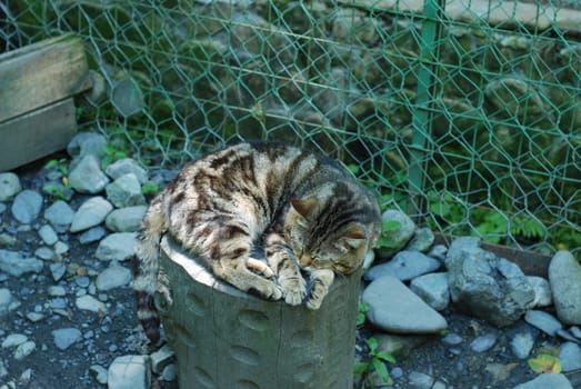 Striped cat chilling on the log of wood in a cage