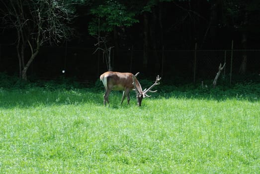 Male dappled deer on a green meadow in Caucasian mountains