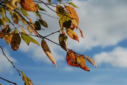 Yellow and orange Autumn leaves in a wind