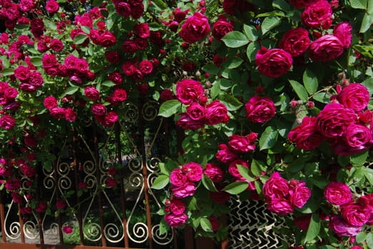 Rose bush on the white fence in Caucasian village near Sochi