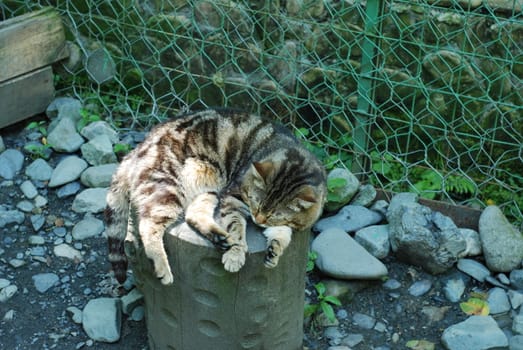 Striped cat chilling on the log of wood in a cage