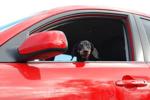 Small Badger-dog sitting in a red Mazda car