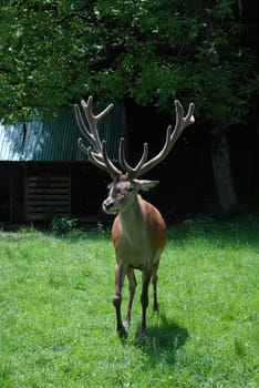 Male dappled deer on a green meadow in Caucasian mountains