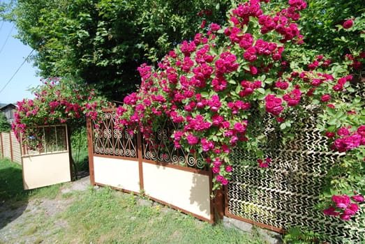 Rose bush on the white fence in Caucasian village near Sochi
