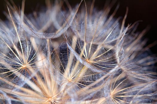 dandelion close up