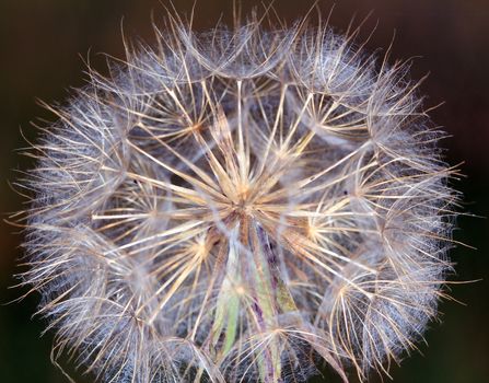 dandelion macro spring season