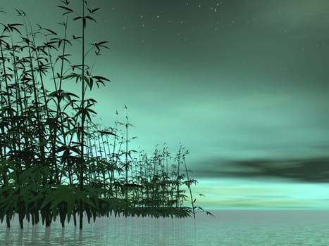 Bamboos in water into green night background