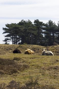 Cattle scottish Highlanders, Zuid Kennemerland, Netherlands