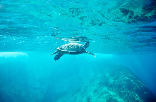 Green Sea Turtle (Chelonia mydas)  pops up to take a sip of air