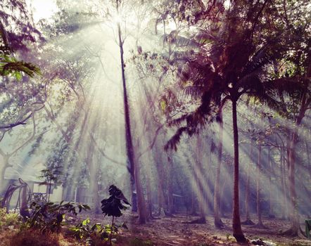 Sunlight rays pour through leaves in a rainforest in Thailand  (HDR)