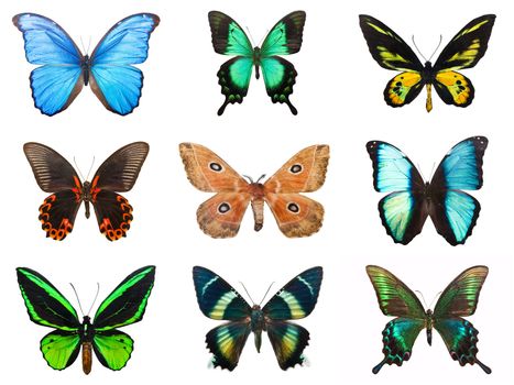 Collection of beautiful tropical butterflies isolated on white background