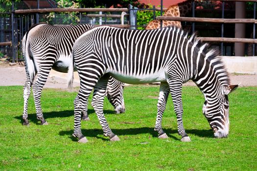 Nice close-up photo of young male zebra in zoo