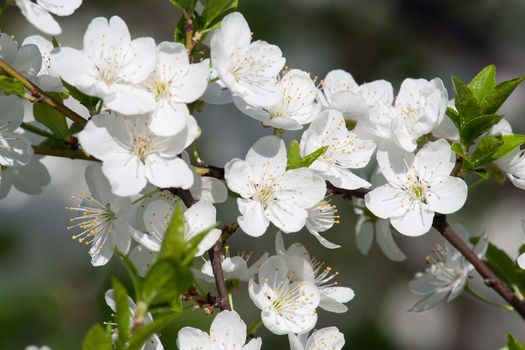 Beautiful spring blossom of apple cherry tree with white flowers