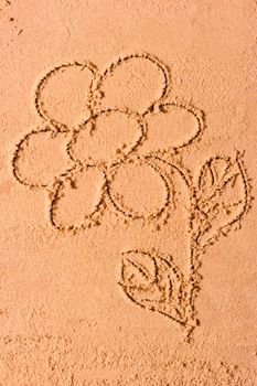 picture of beautiful daisies on the beach