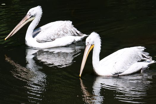 Beautiufl close up photo of cute white pelicans