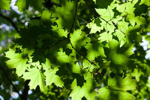 Lush green leaves background in bright sunlight