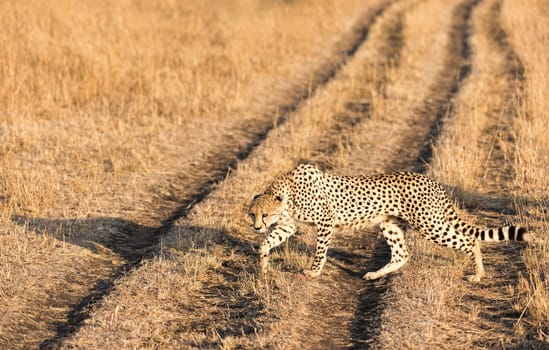 Adult cheetah crossing road in Masai Mara National Reserve, Kenya, East Africa