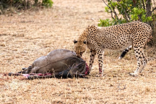 Adult cheetah feasting on wildebeest kill, Masai Mara National Reserve, Kenya, East Africa






Adult