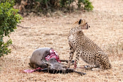 Adult cheetah feasting on wildebeest kill, Masai Mara National Reserve, Kenya, East Africa