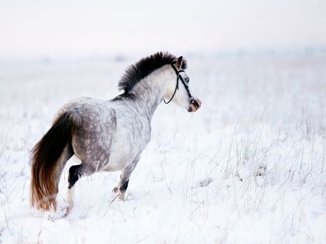 Gray pony in the field in the winter. The mare walks in the winter. Gray little horse. Stallion on walk.