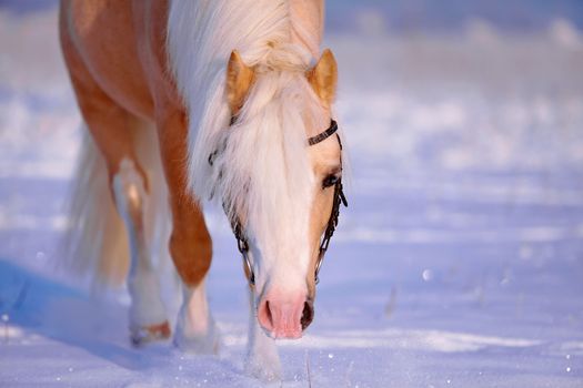 Portrait of a beige pony in the field in the winter. Beige little horse. Stallion on walk.