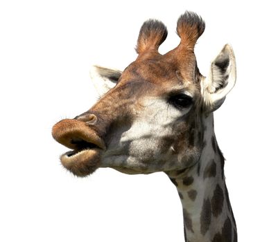 Giraffe with a funny face looking like it is talking