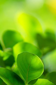 Green leaves with copyspace of beautiful bokeh background.