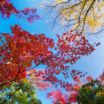 Colorful maple leaf background in autumn, Tokyo Japan 