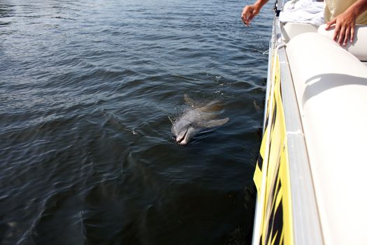 A wild Florida Dolphin spotted in the Casey Key Area swimming alongside a boat.