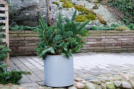 Winter Plants for decoration in the garden